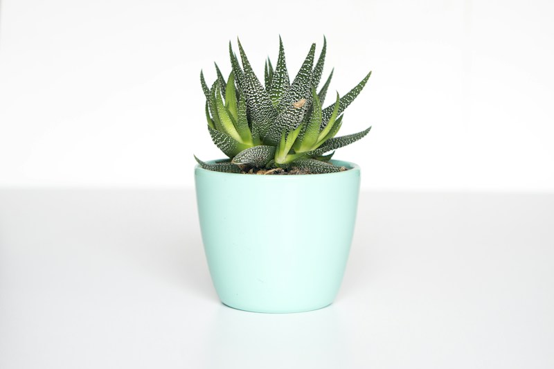 Green foliage bringing texture and life to an indoor space